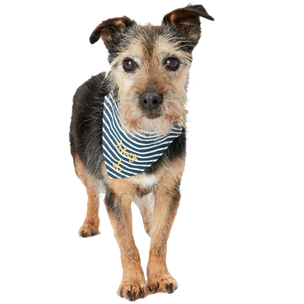 Joules Dog Nautical Durable Collar And Neckerchief Medium- 14-18’, (35-48cm)